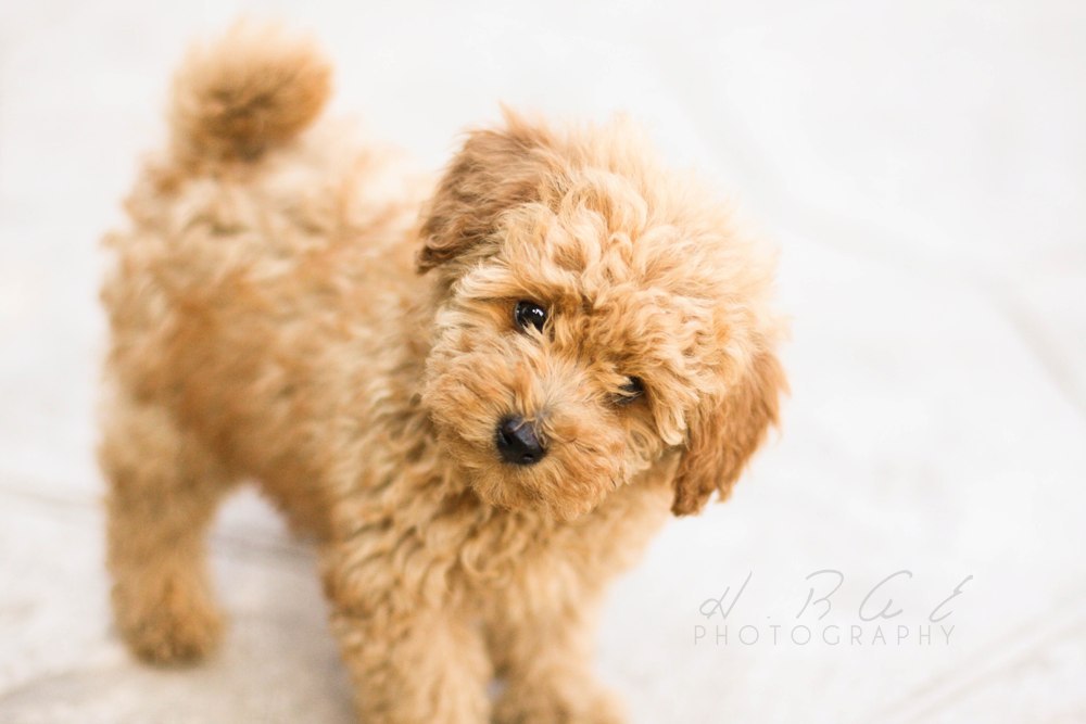 cute toy poodle