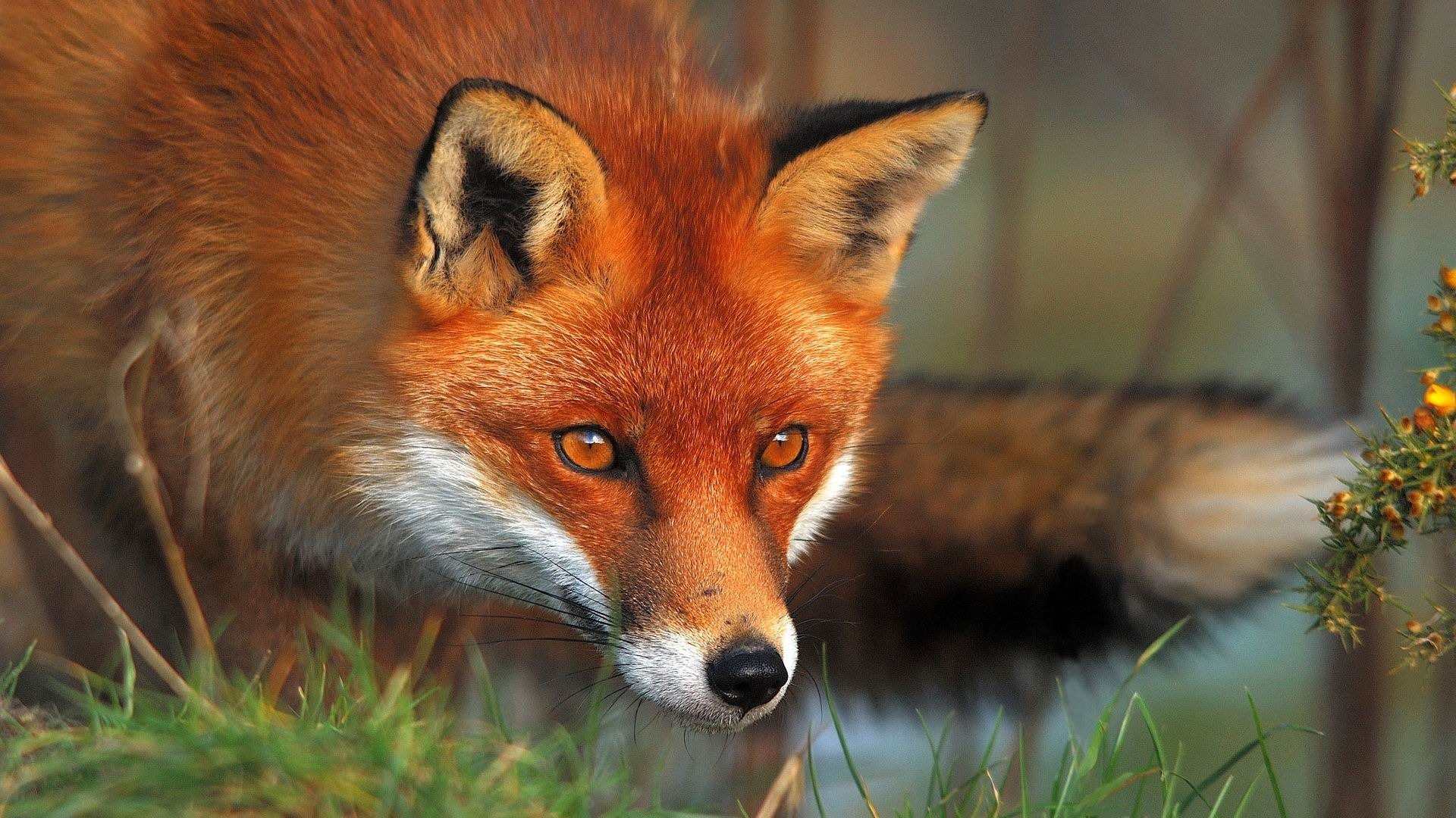 Fox HD Animal Wallpaper Background Photo Picture