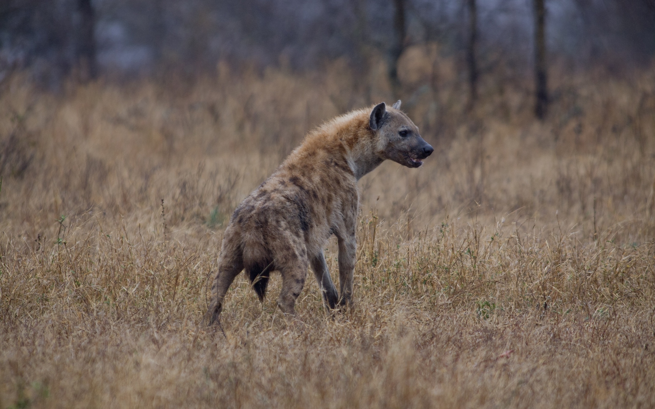 Hyena Puter Wallpaper Desktop Background
