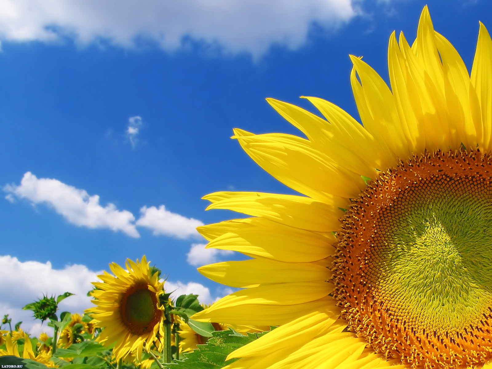 Sunflowers Desktop Wallpaper On Latoro