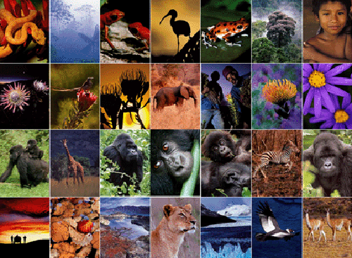 of over forty high quality wildlife wallpaper background images sold