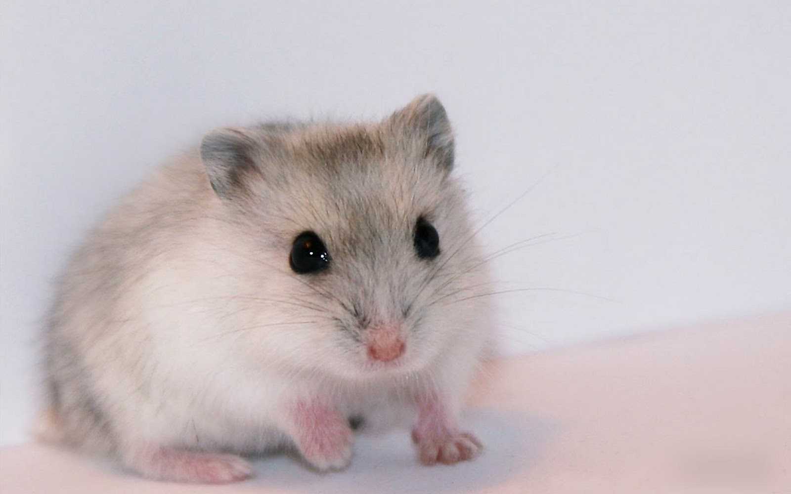 Hamster Wallpaper