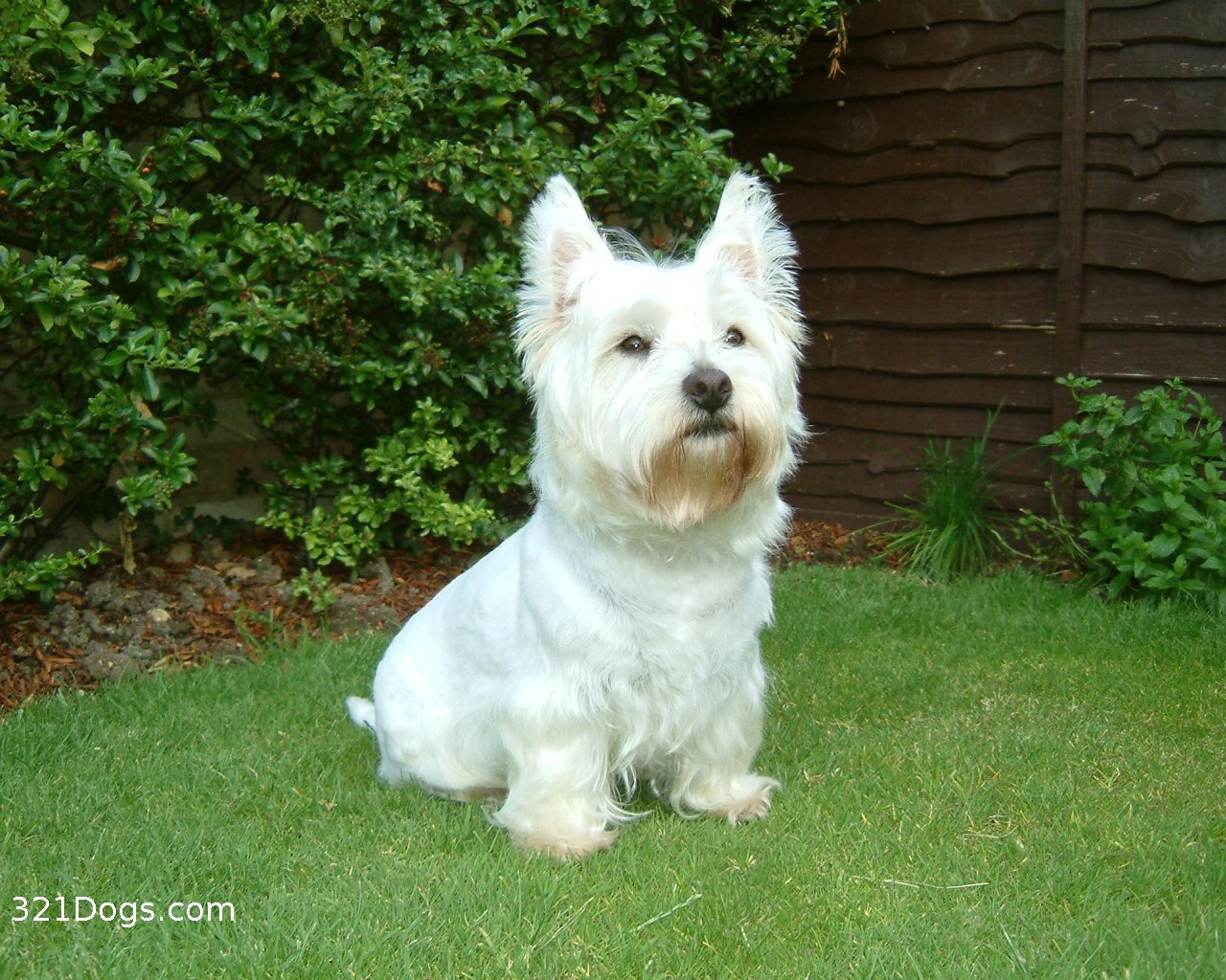 West Highland White Terrier Westie Wallpaper Pictures Breed