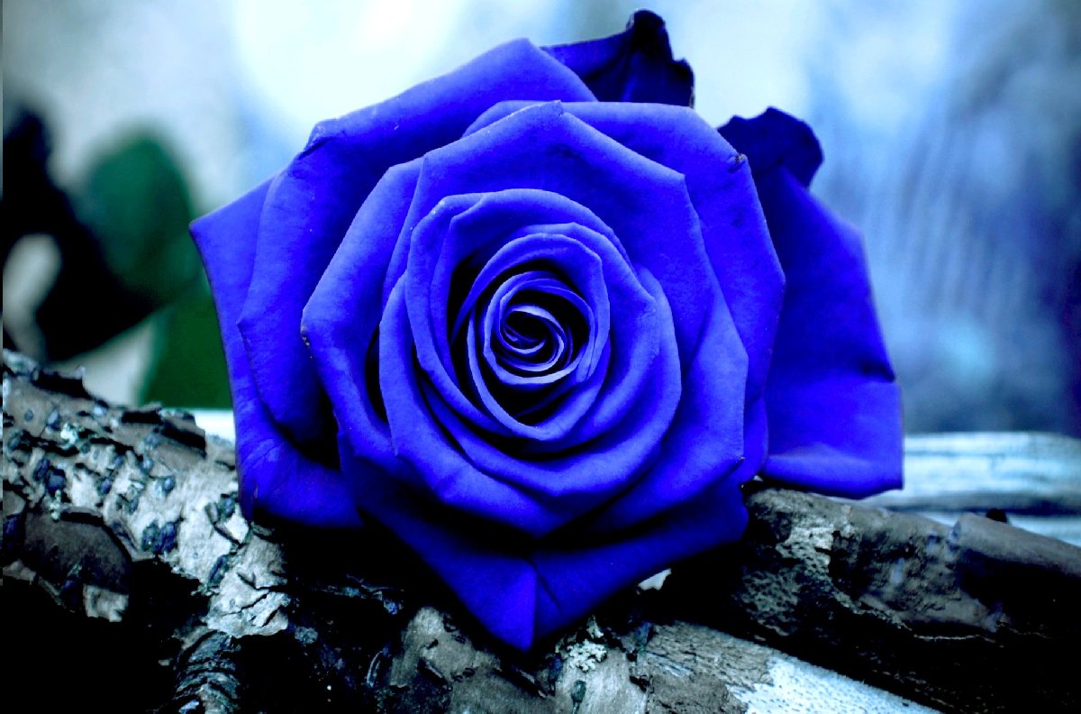 Blue Rose HD Wallpaper For Desktop