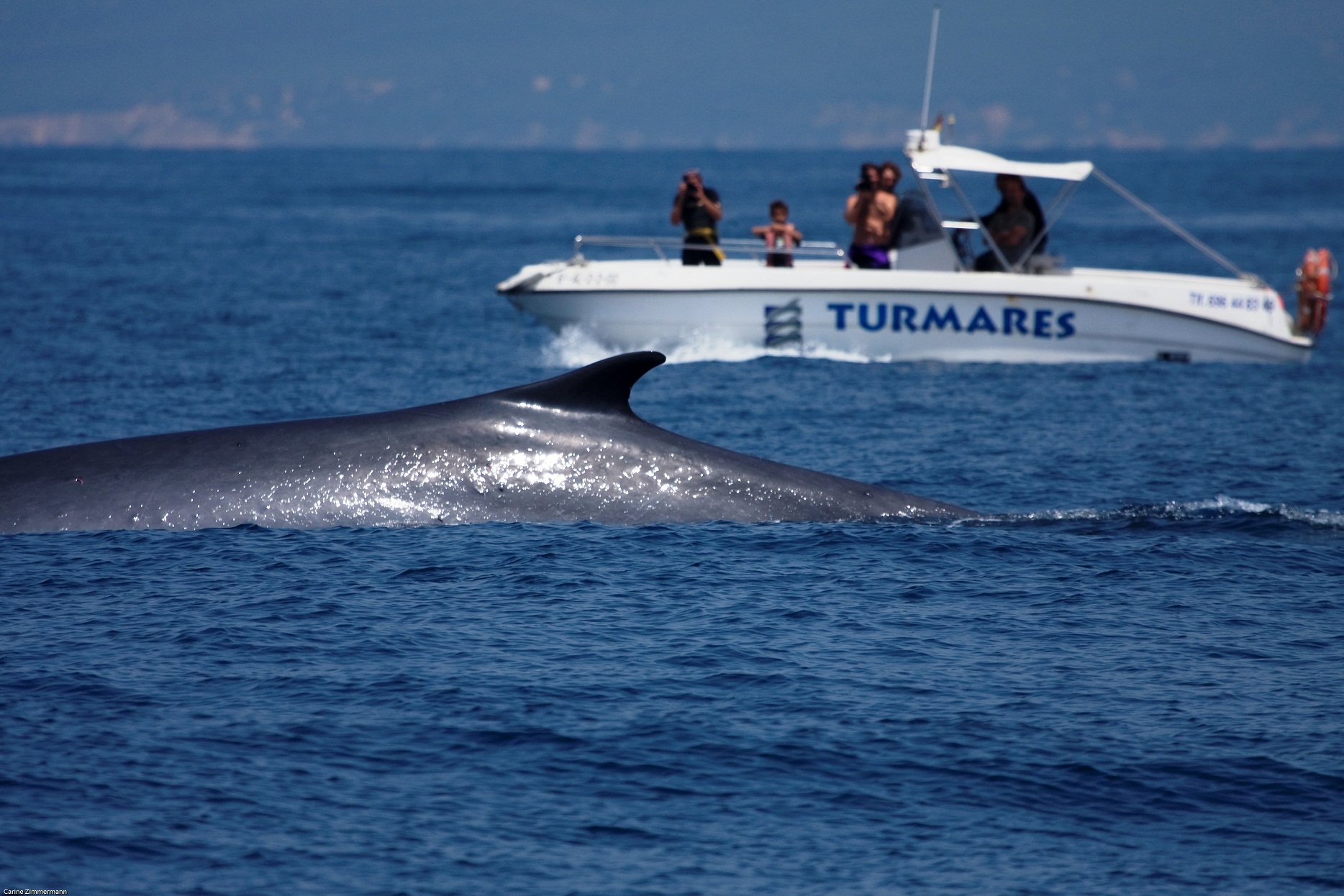 Turmares Tarifa Whale Dolphin Watching Pla