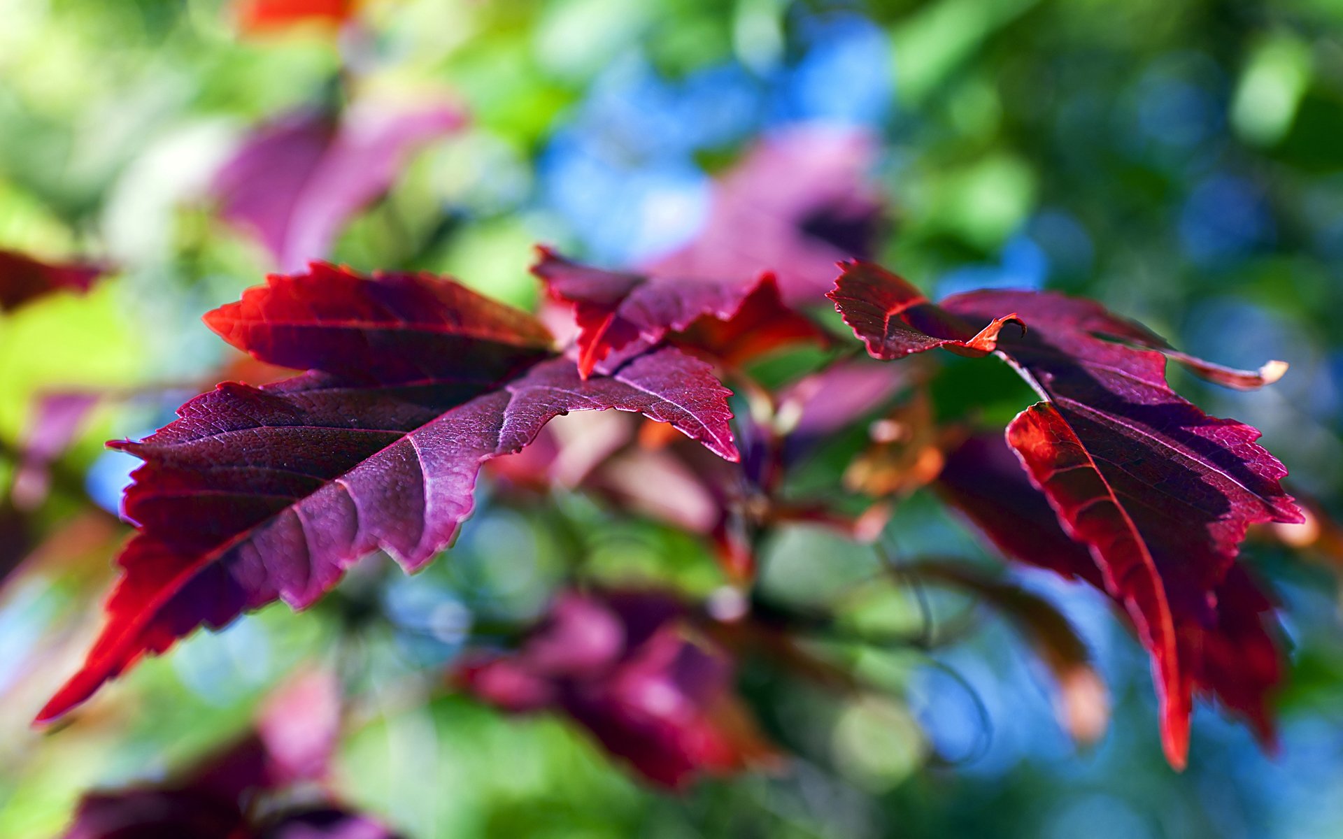 Fall Autumn Foliage Wallpaper HD