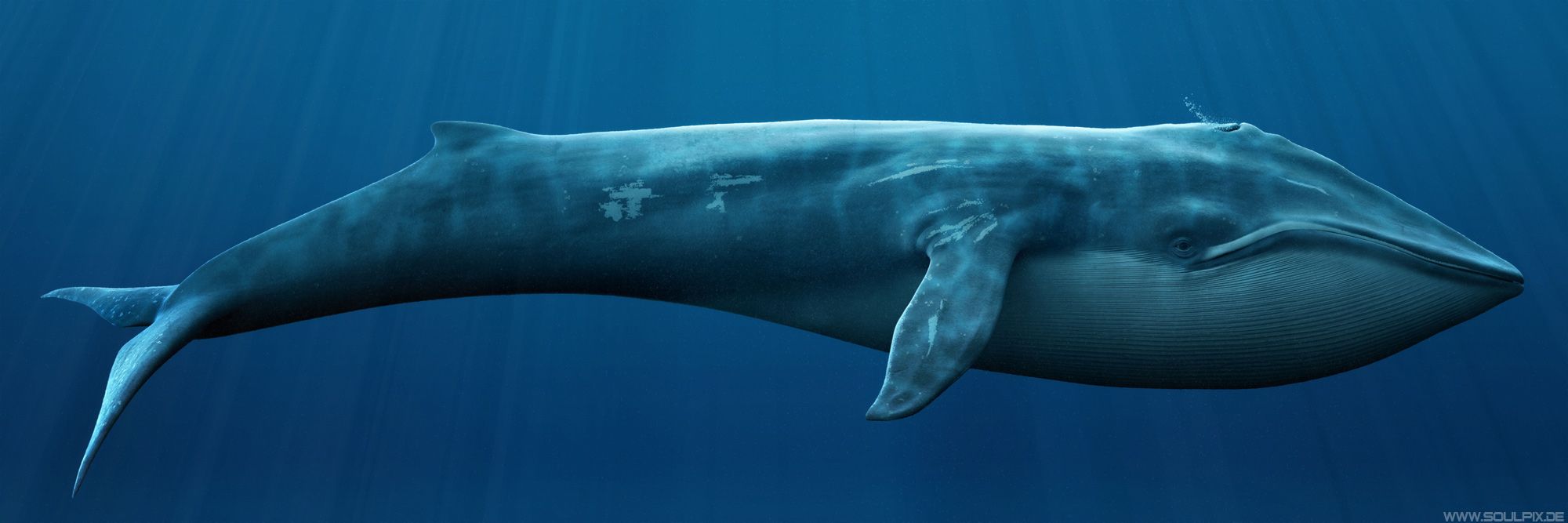 Blue Whale HD Desktop Background Wallpaper Whales