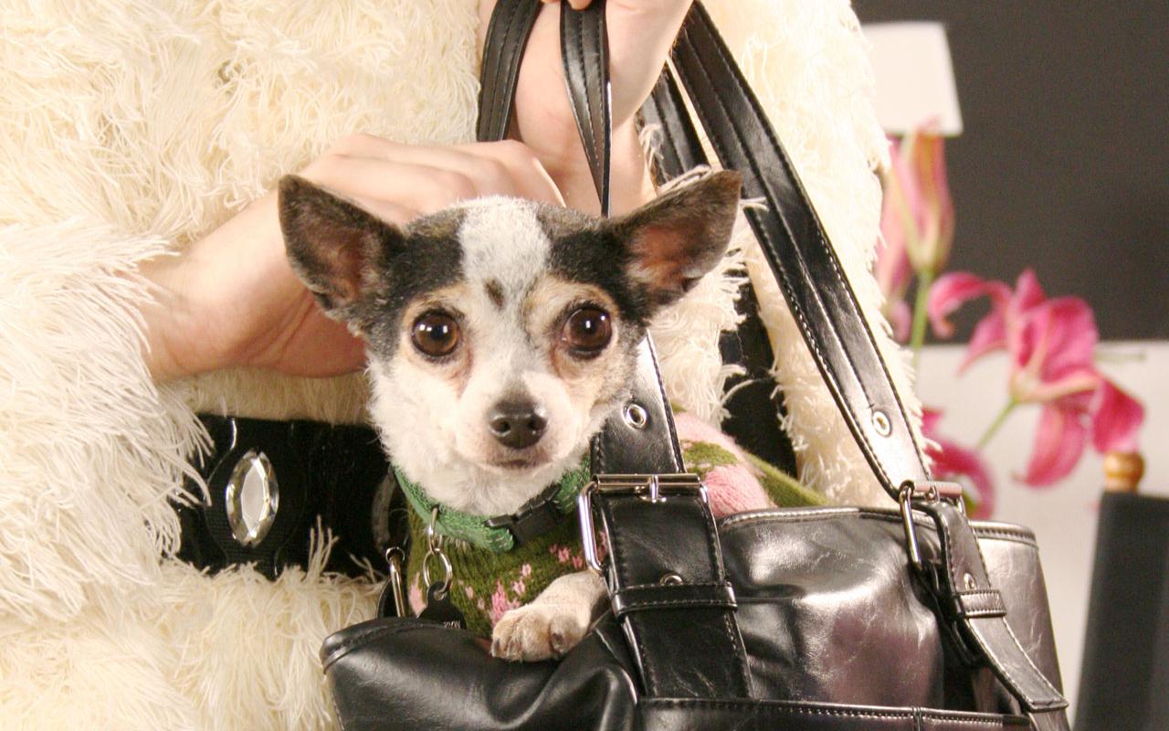 Chihuahua In Handbag Wallpaper More