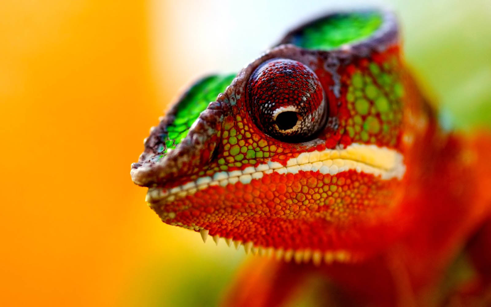 Chameleon Photos Download The BEST Free Chameleon Stock Photos  HD Images