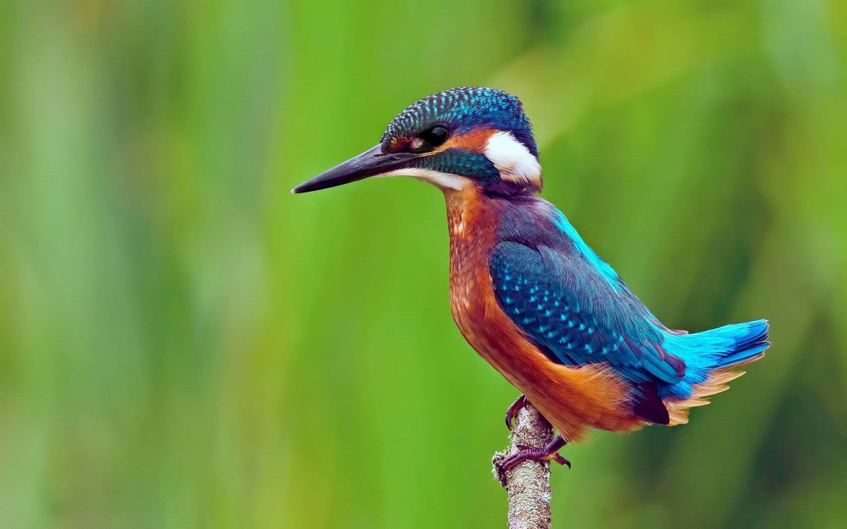 Bird Kingfisher HD Wallpaper Magic4walls