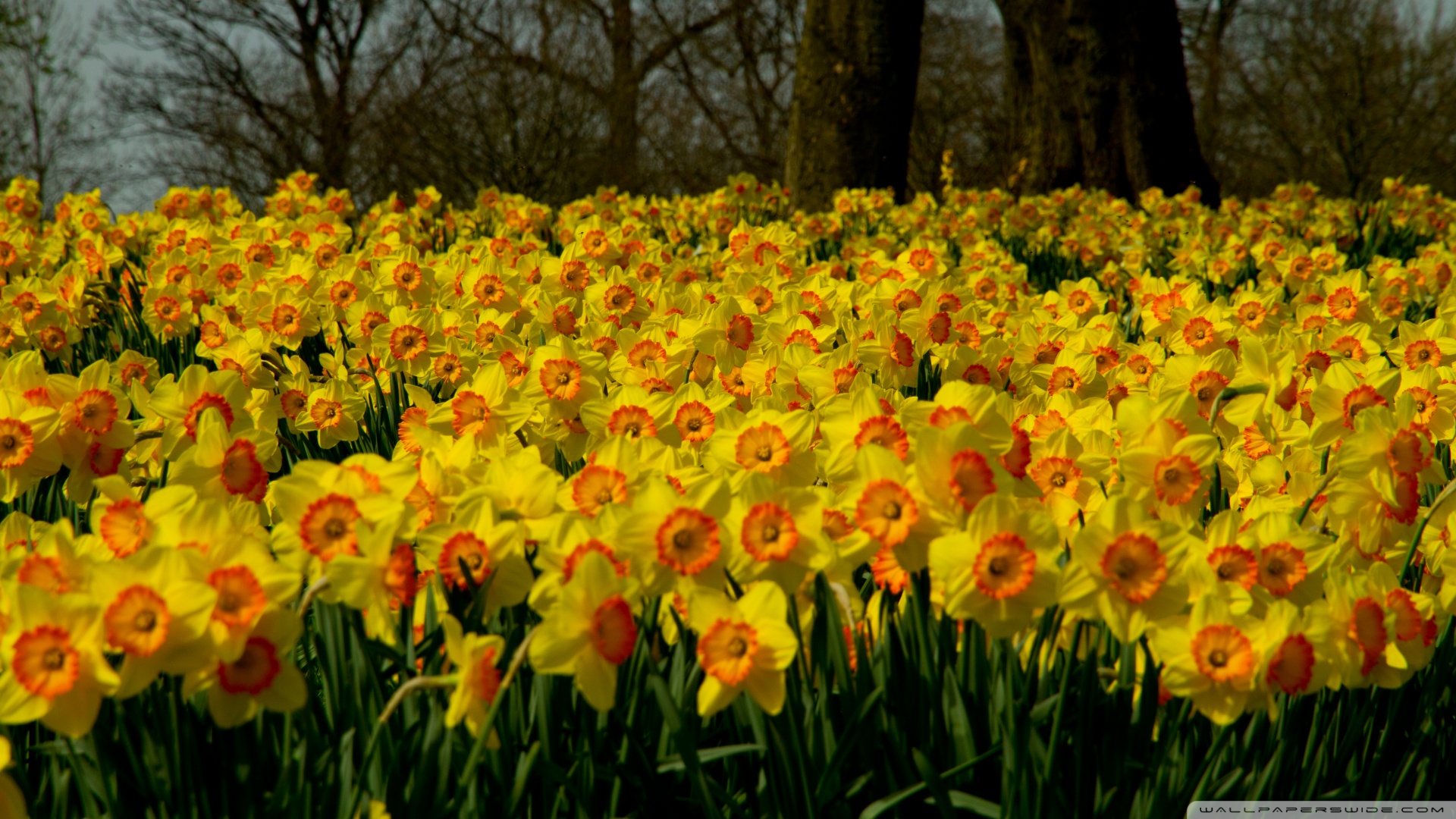 Daffodils Wallpaper Wallpapersafari