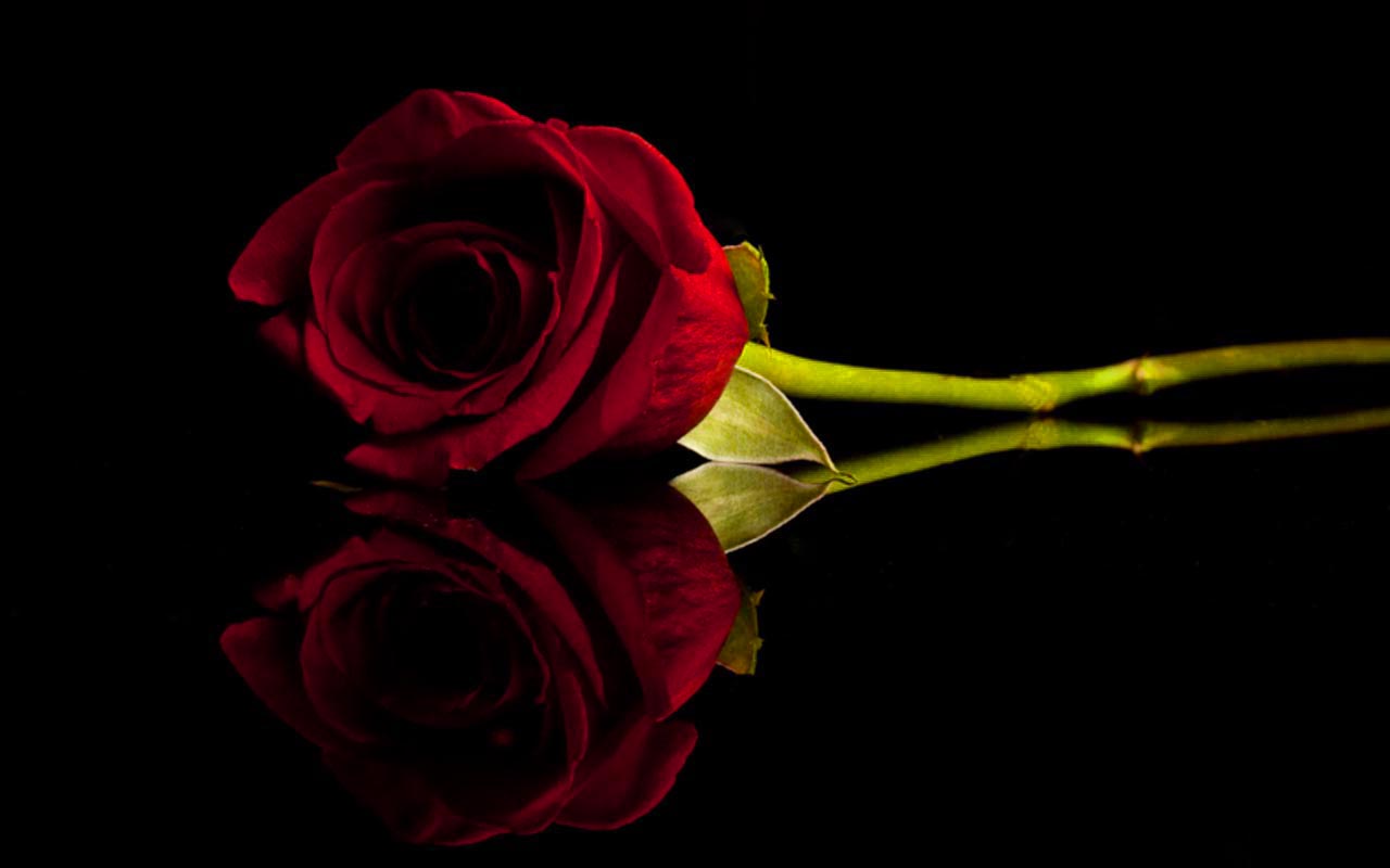 Red Rose With Black Background - WallpaperSafari