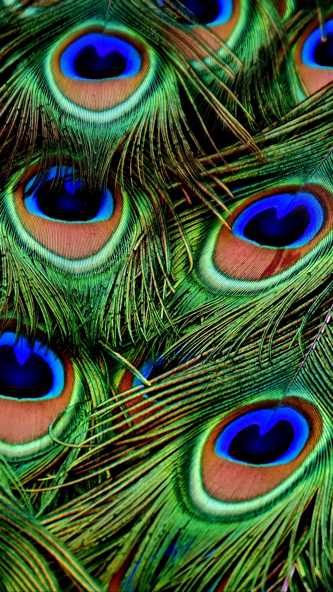 Wallpaper Peacocks Feathers Patterns iPhone