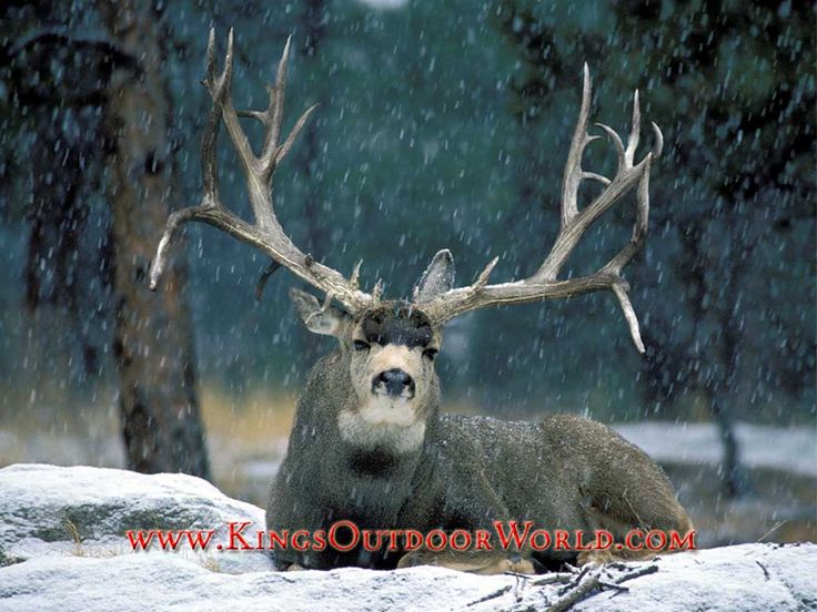 mule deer Mule Deer Free Wallpaper   Snow Buck