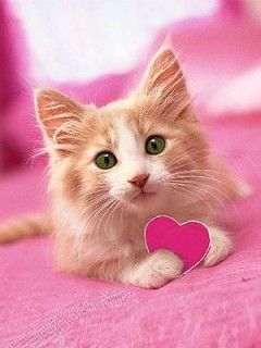  96 Cute  Kittens HD Wallpapers  on WallpaperSafari