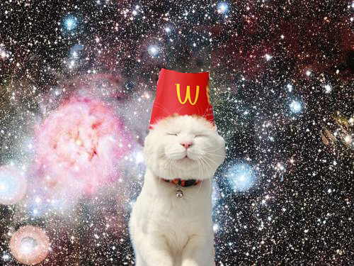 Tagged Cat Cats In Space Animal Animals