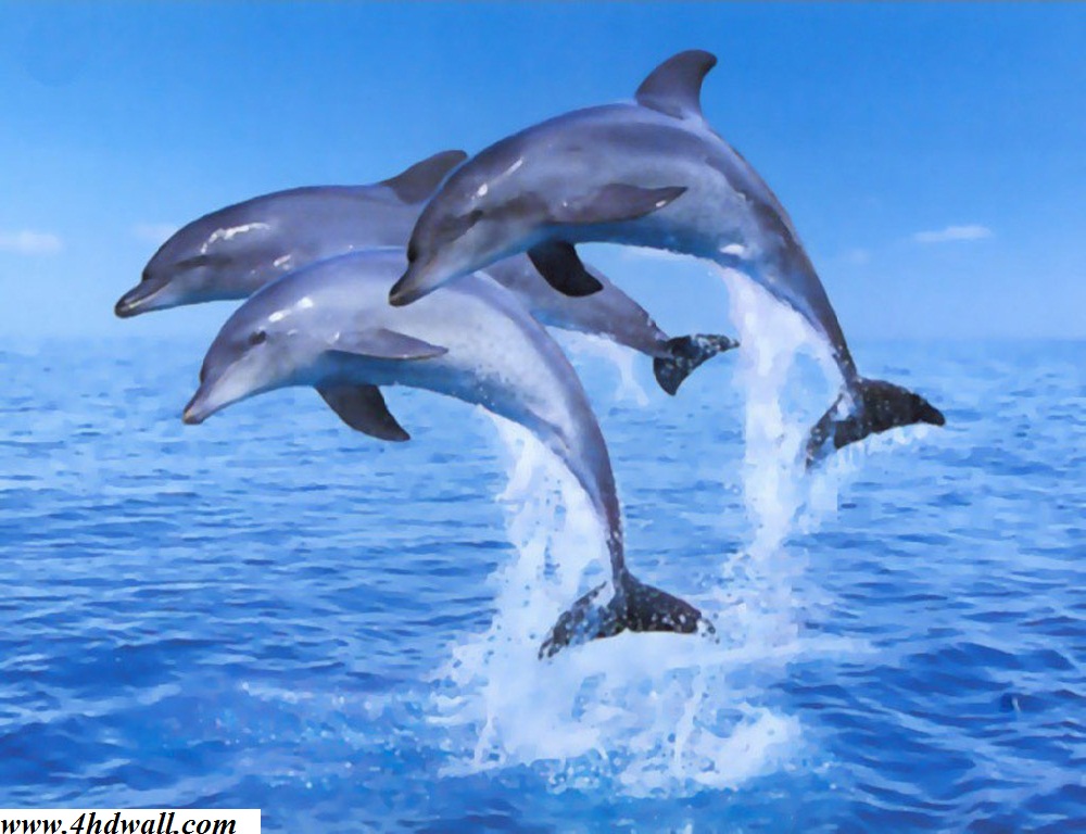 dolphin mobile Wallpaper Top Mobile HD Wallpaper for you and your 1000x768