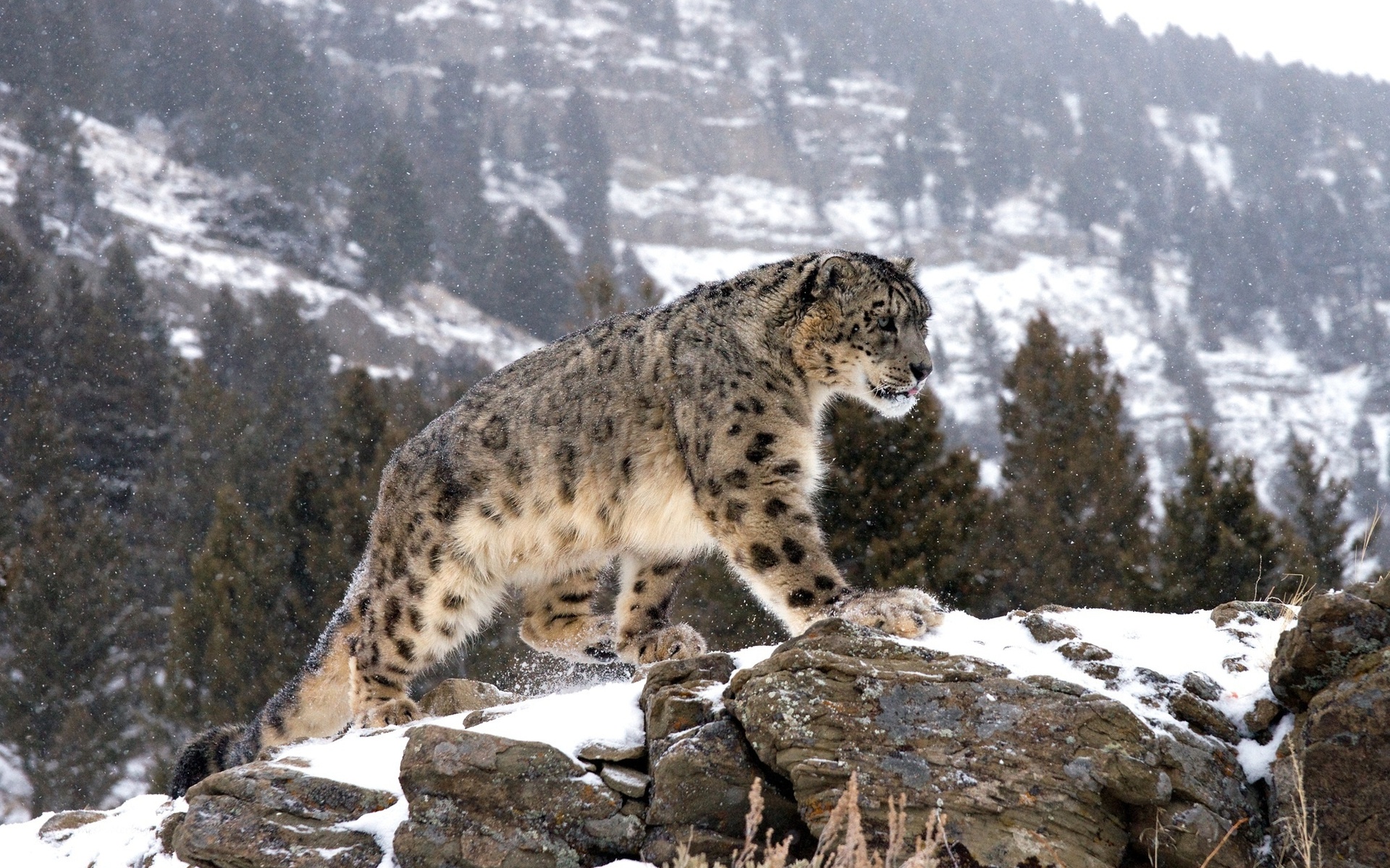 A snow leopard gracefully traverses a rocky, snow-dusted mountainside, its thick fur blending seamlessly with the wintry landscape. The falling snow adds a touch of magic to the scene, highlighting the leopard's powerful yet elegant presence in its natural habitat
