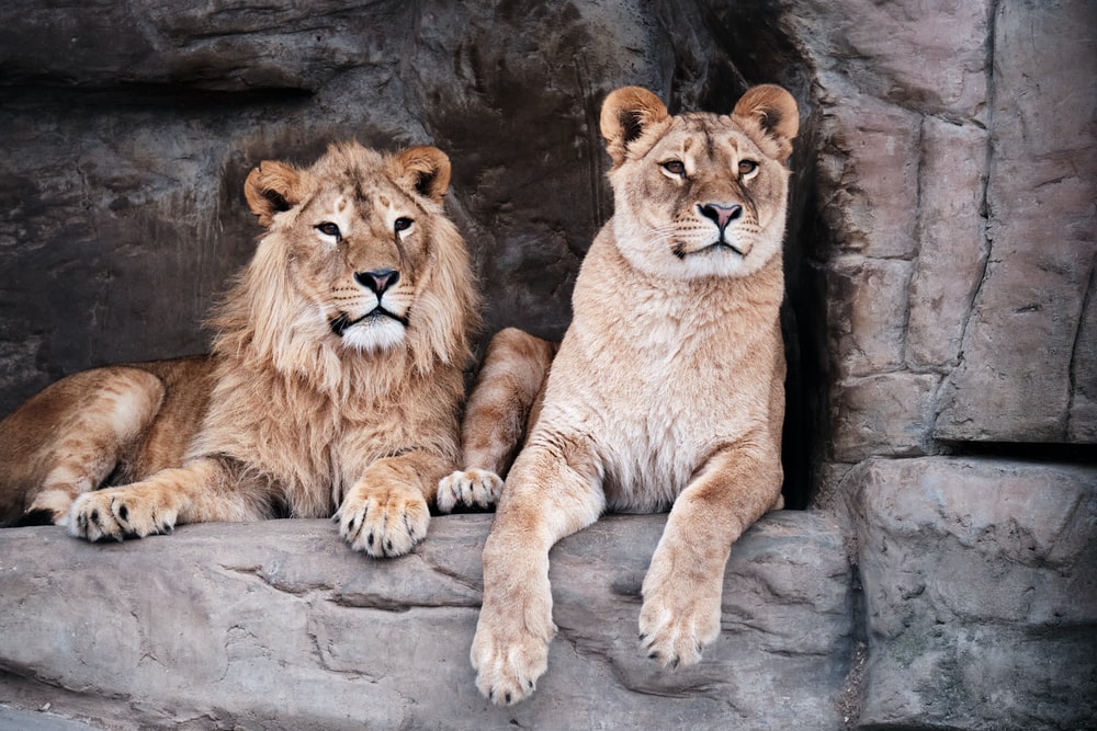 Lion Family Pictures Image