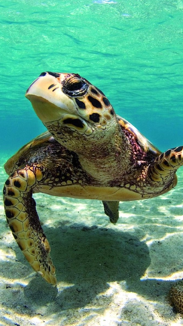iPhone Wallpaper Beautiful Turtle In The Caribbean Sea And