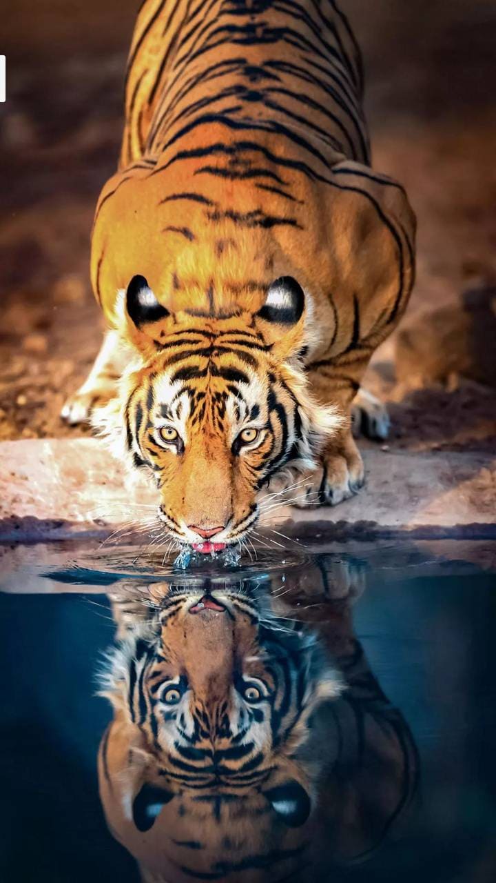 Cool Tiger blue water HD phone wallpaper  Peakpx