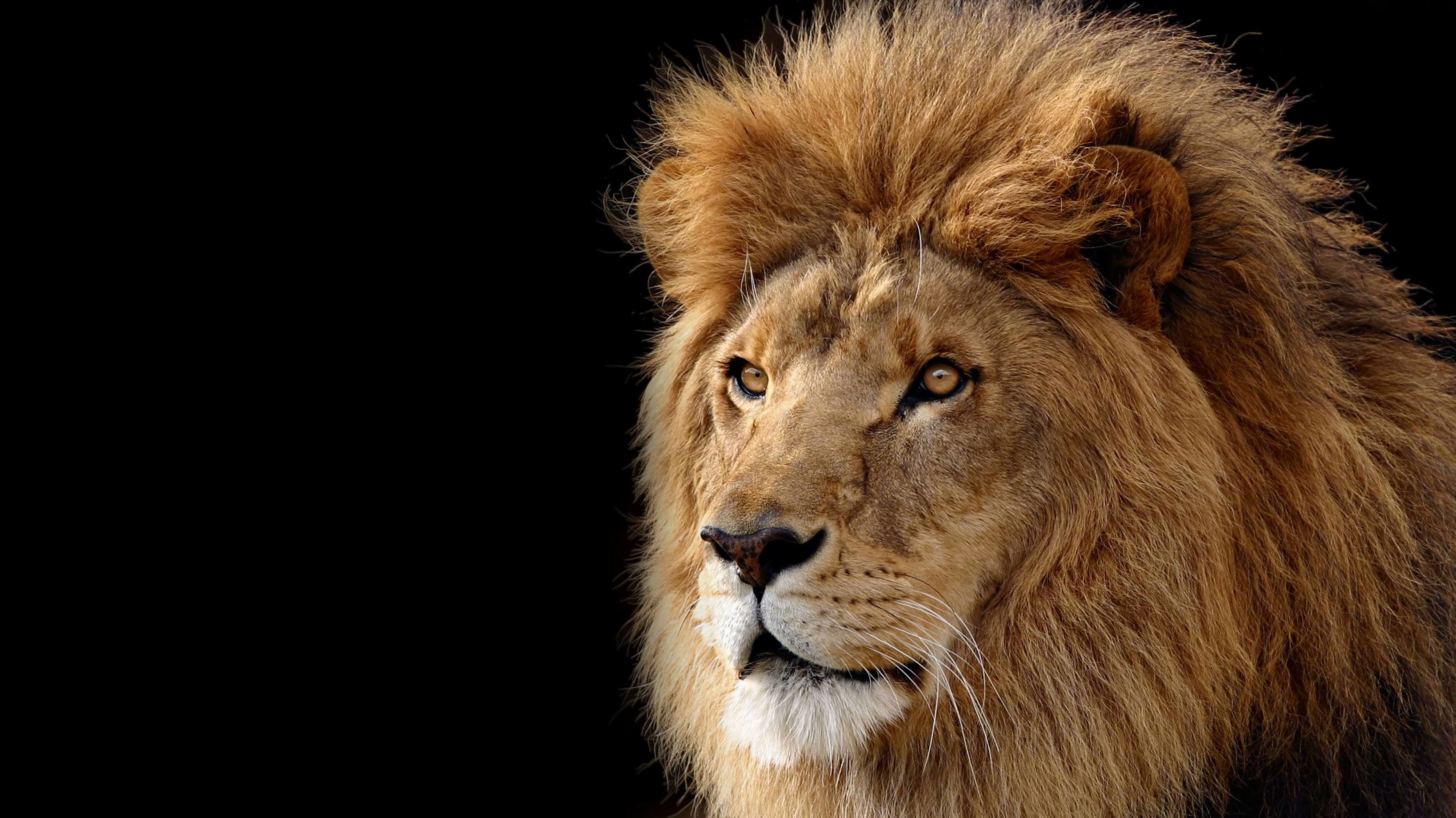 Lion Desktop Background Image