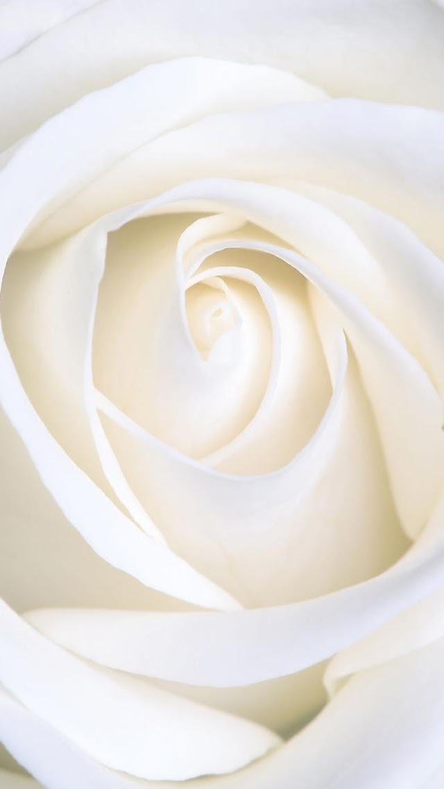 Free Download Pure White Rose Wallpaper Iphone Wallpapers 640x1136 For Your Desktop Mobile Tablet Explore 46 Pure White Wallpaper All White Wallpaper White 3d Wallpaper Black And White Wallpaper