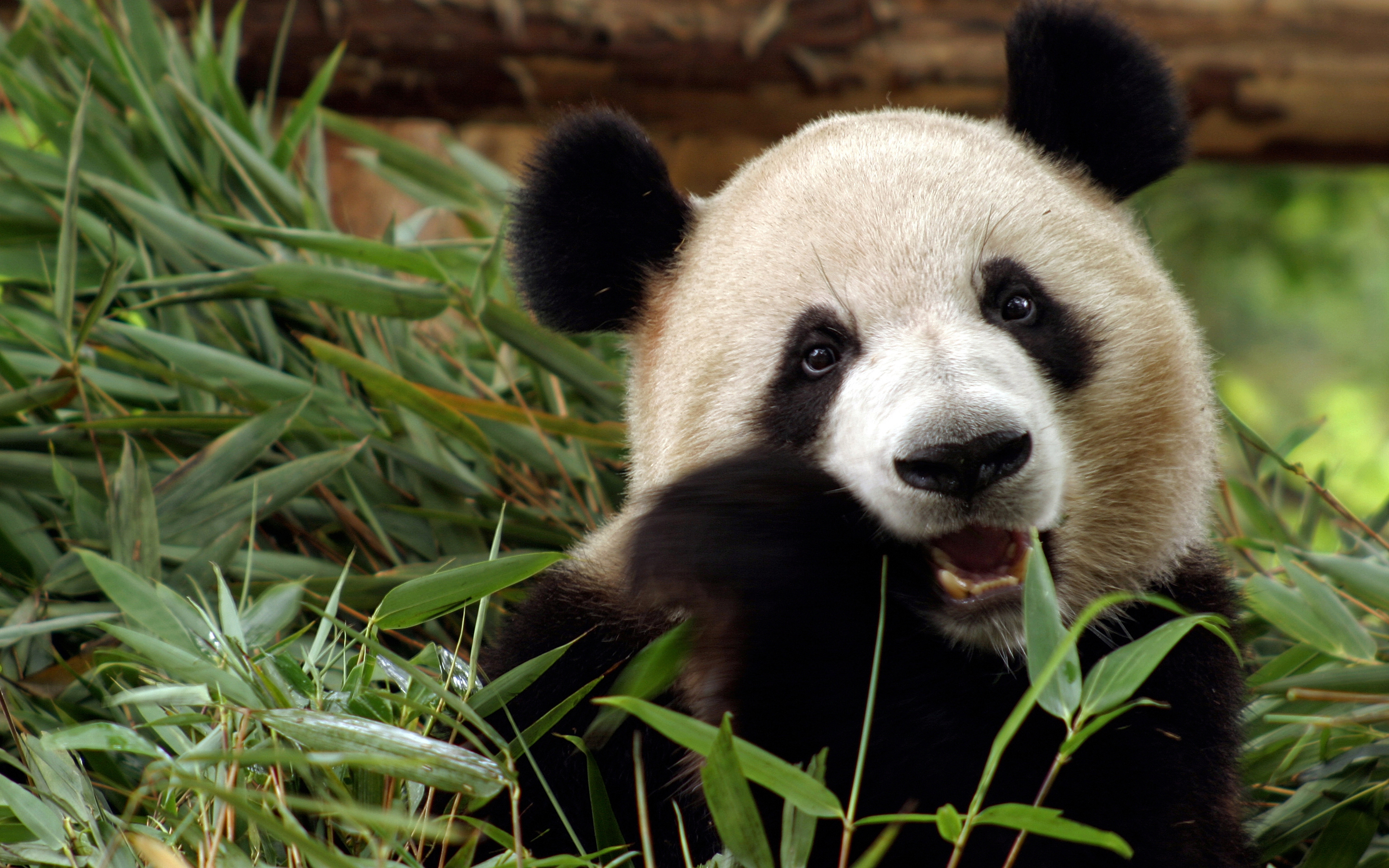Panda Bear Wallpaper Bamboo China