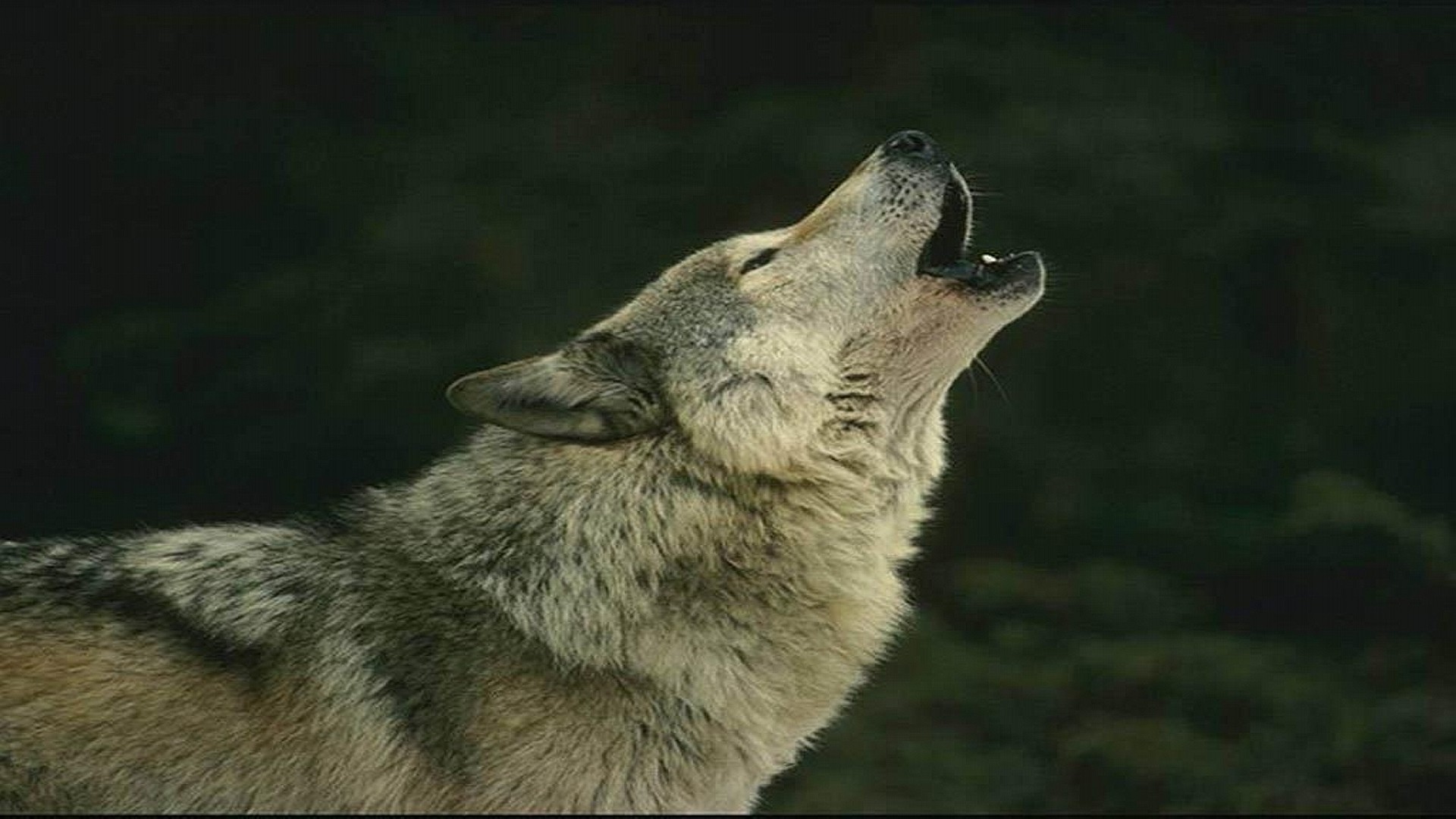 Wolf Wallpaper HD