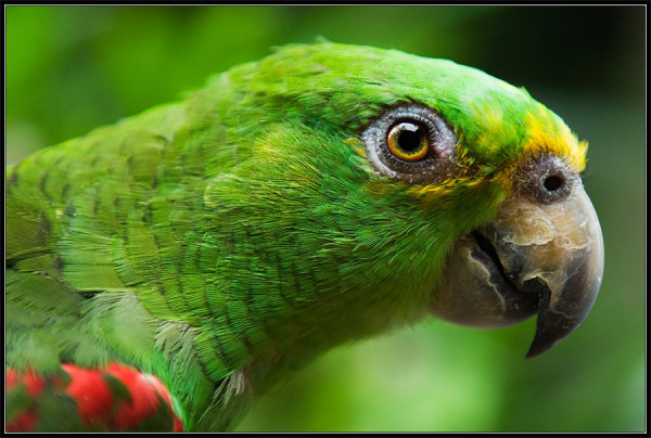 Captivating Colorful Parrot