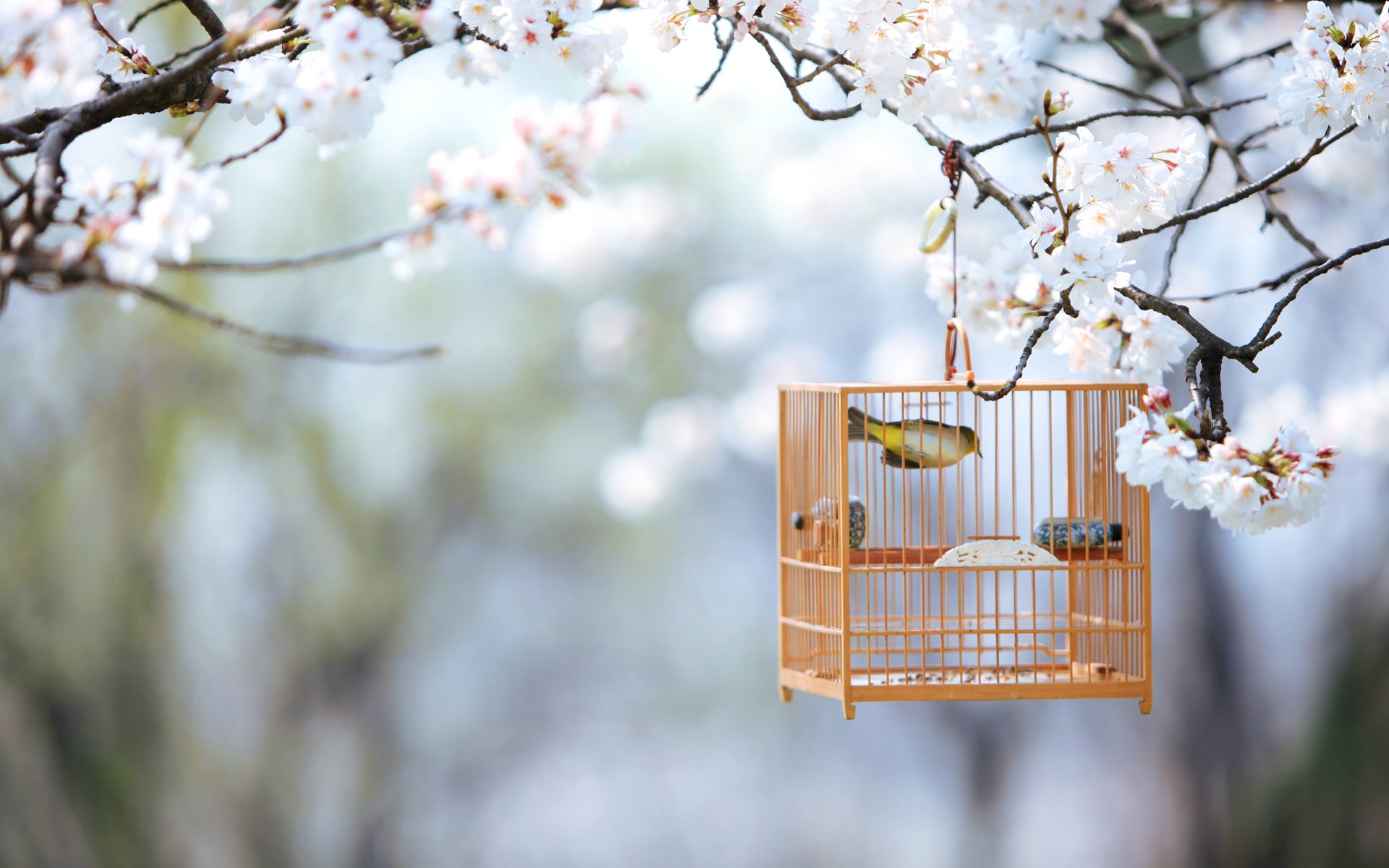 Cute Bird Cage Nature Spring Tree Branch Wallpaper HD
