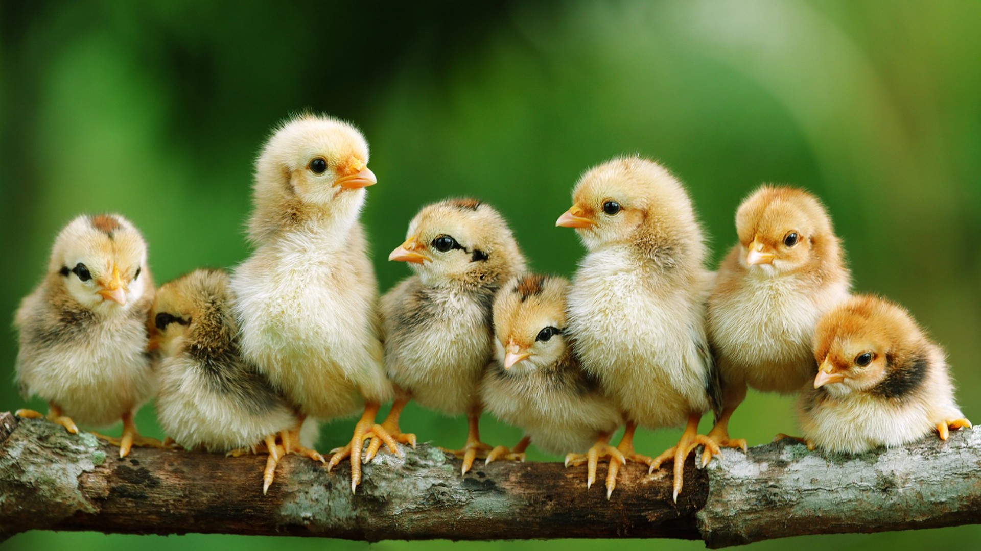 HD Chicken Background Wallpaper
