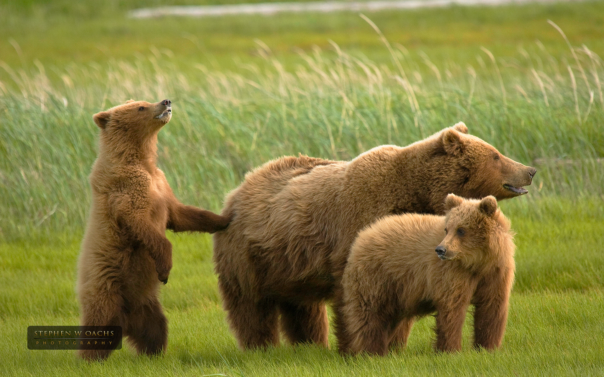 Grizzly Bear Familie Wallpaper