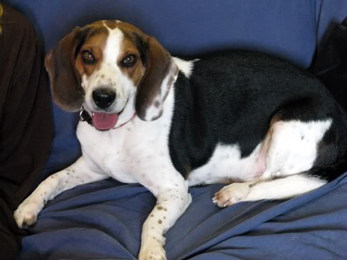 border collie lab beagle mix