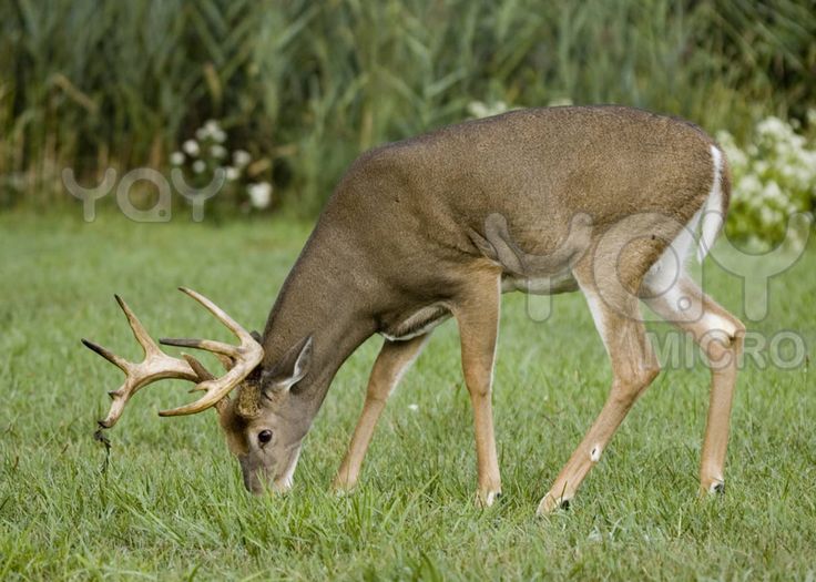 Deer Wallpaper Google Search In The Wild