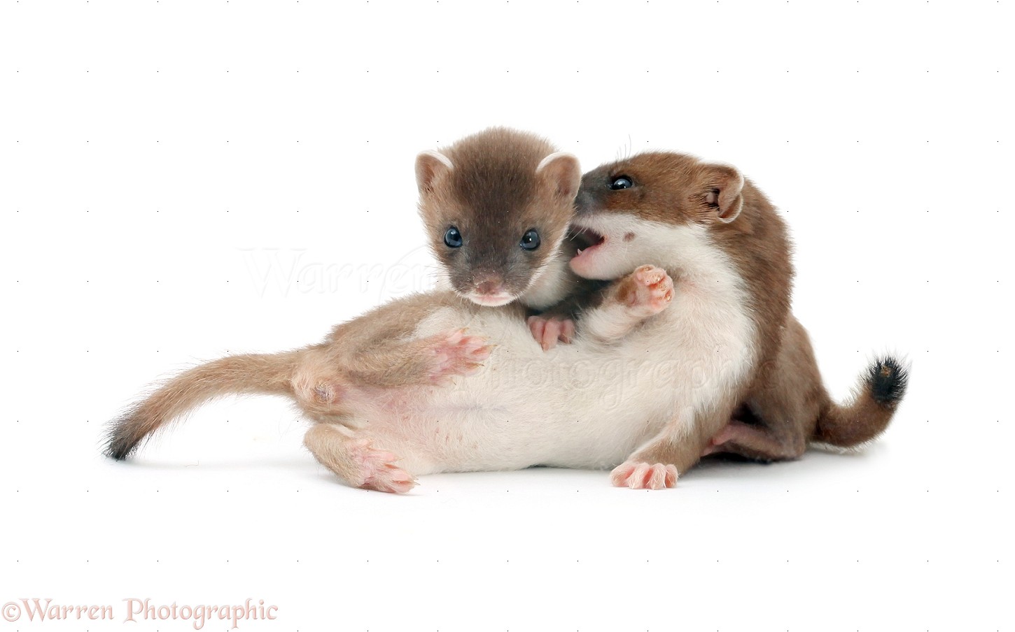 Young Stoats Photo Wp28113