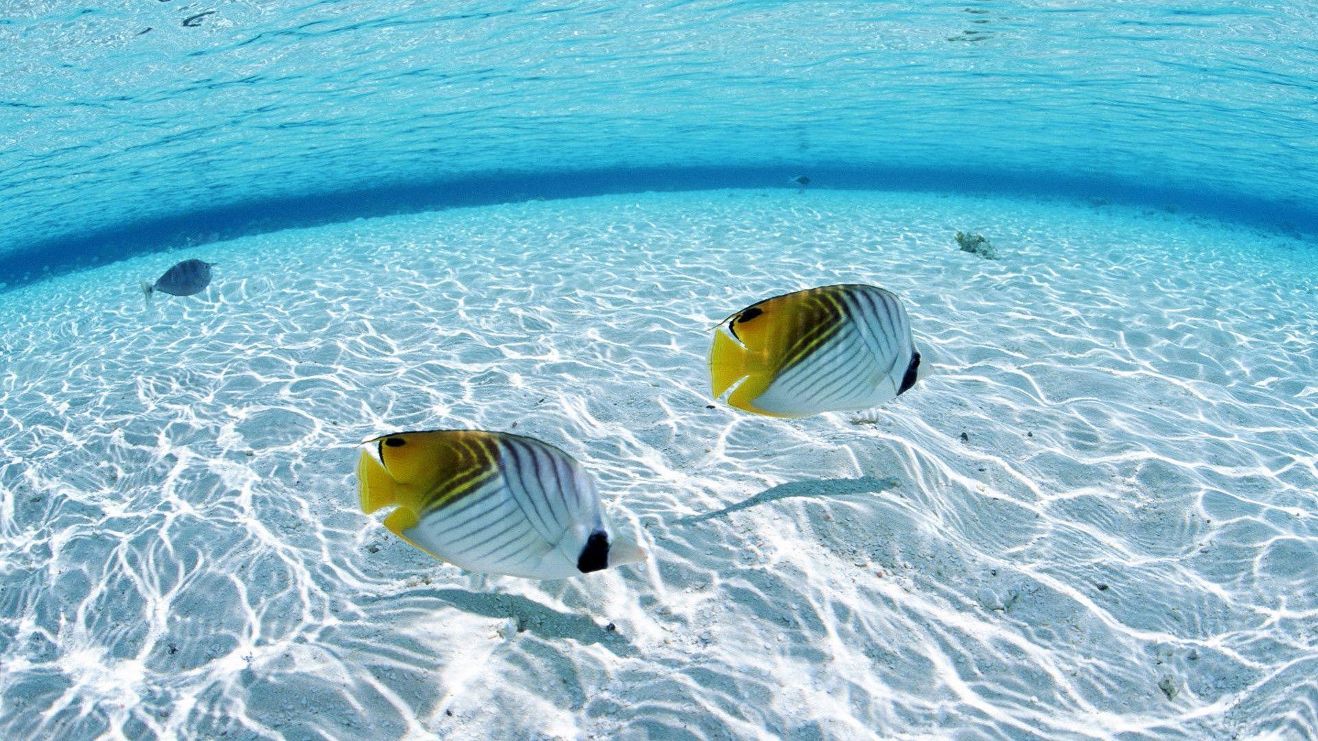 Tropical Fish Desktop Wallpaper At Wallpaperbro