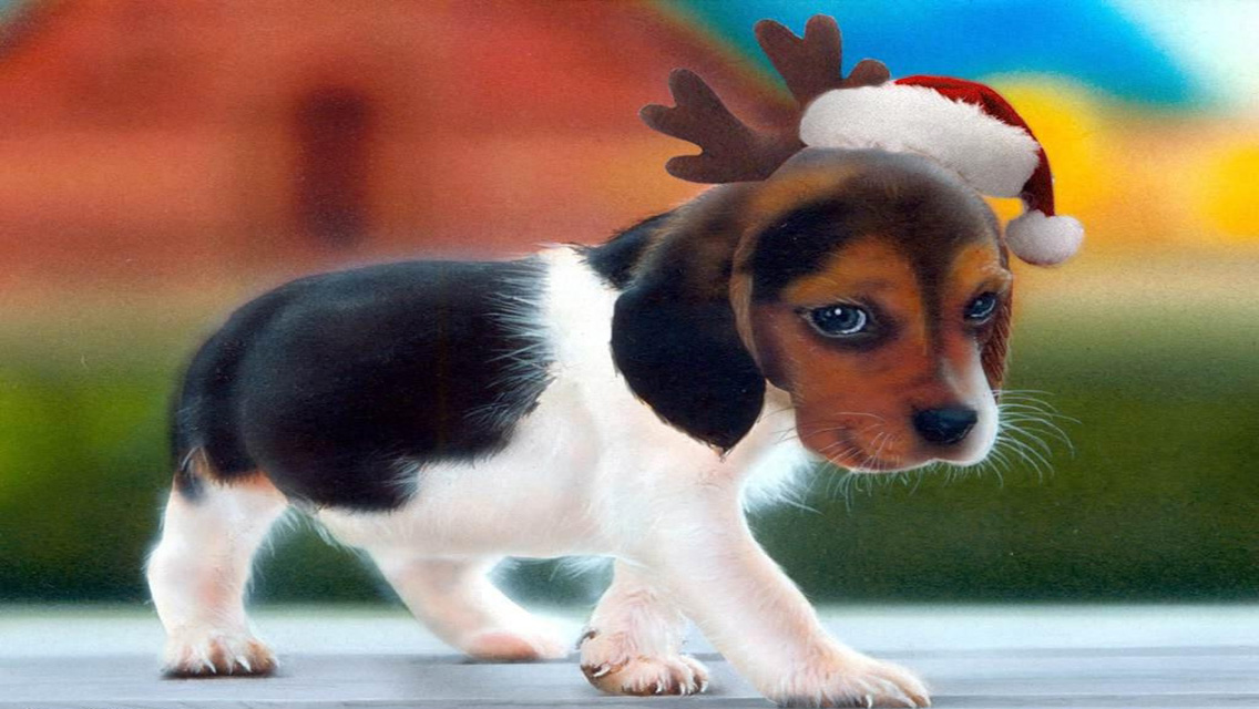 Christmas Puppy Dog Hd Wallpaper For Iphone