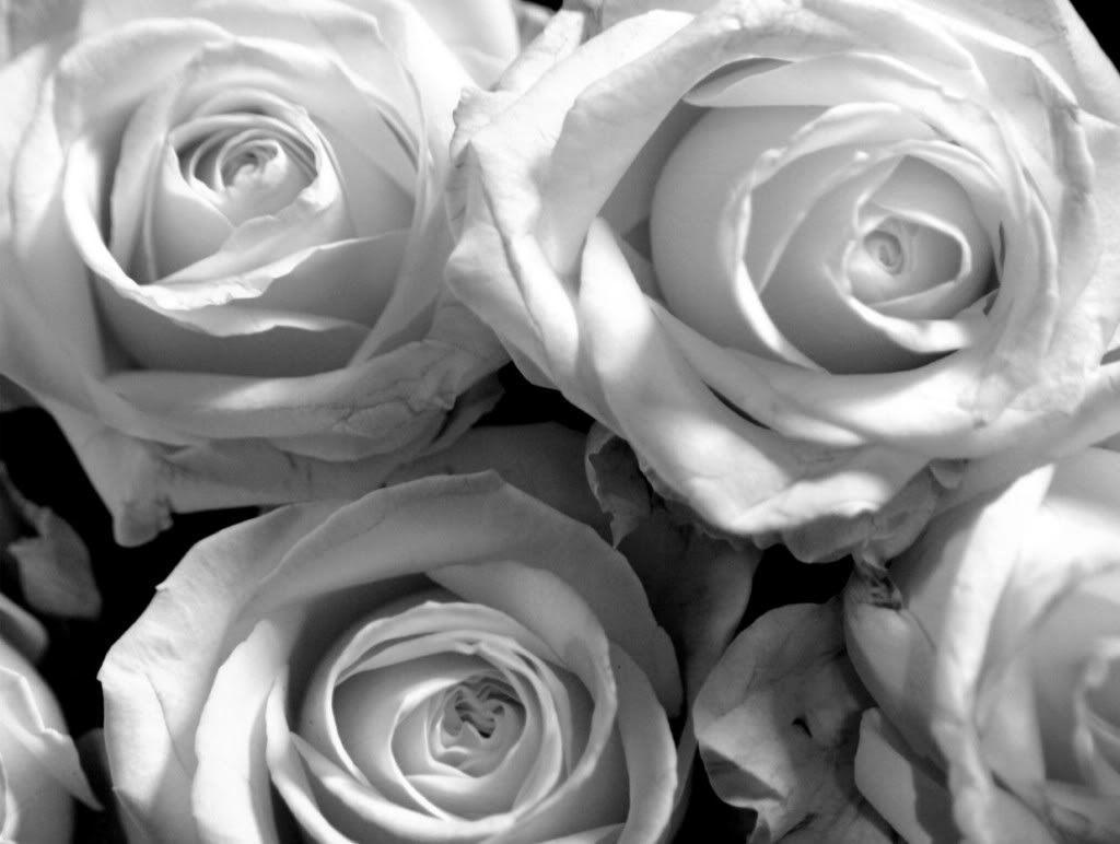 White Roses Backgrounds