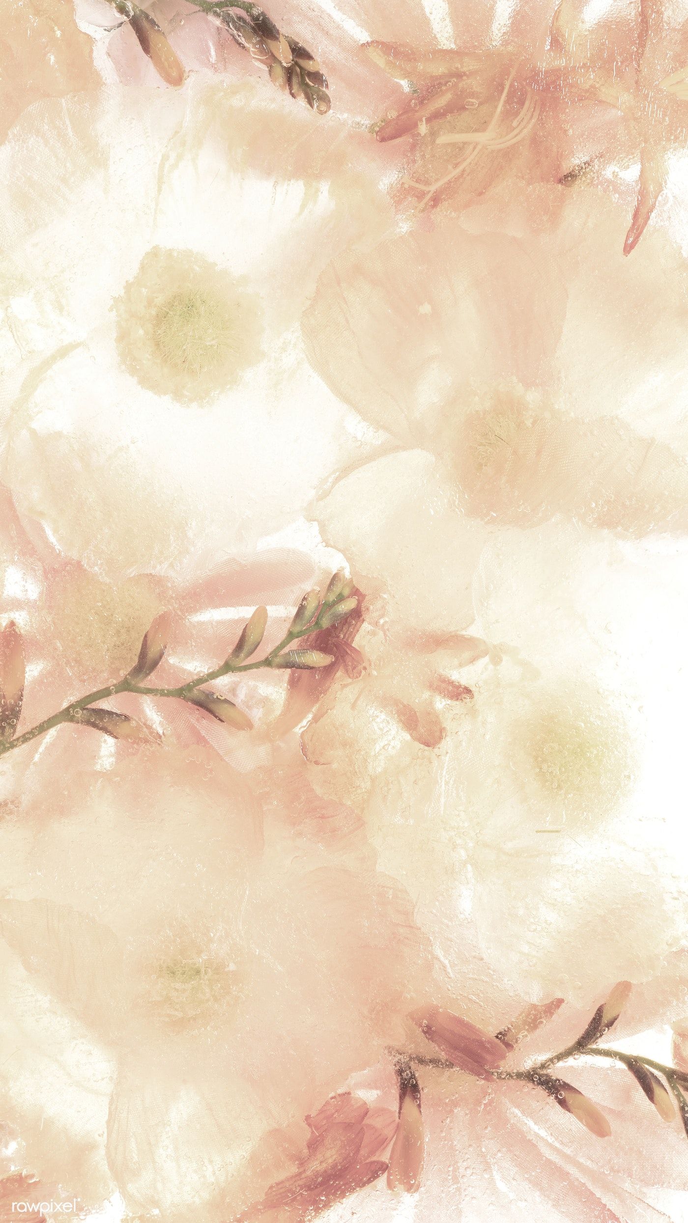 Beige Anemone Flower Mobile Wallpaper Premium Image By Rawpixel