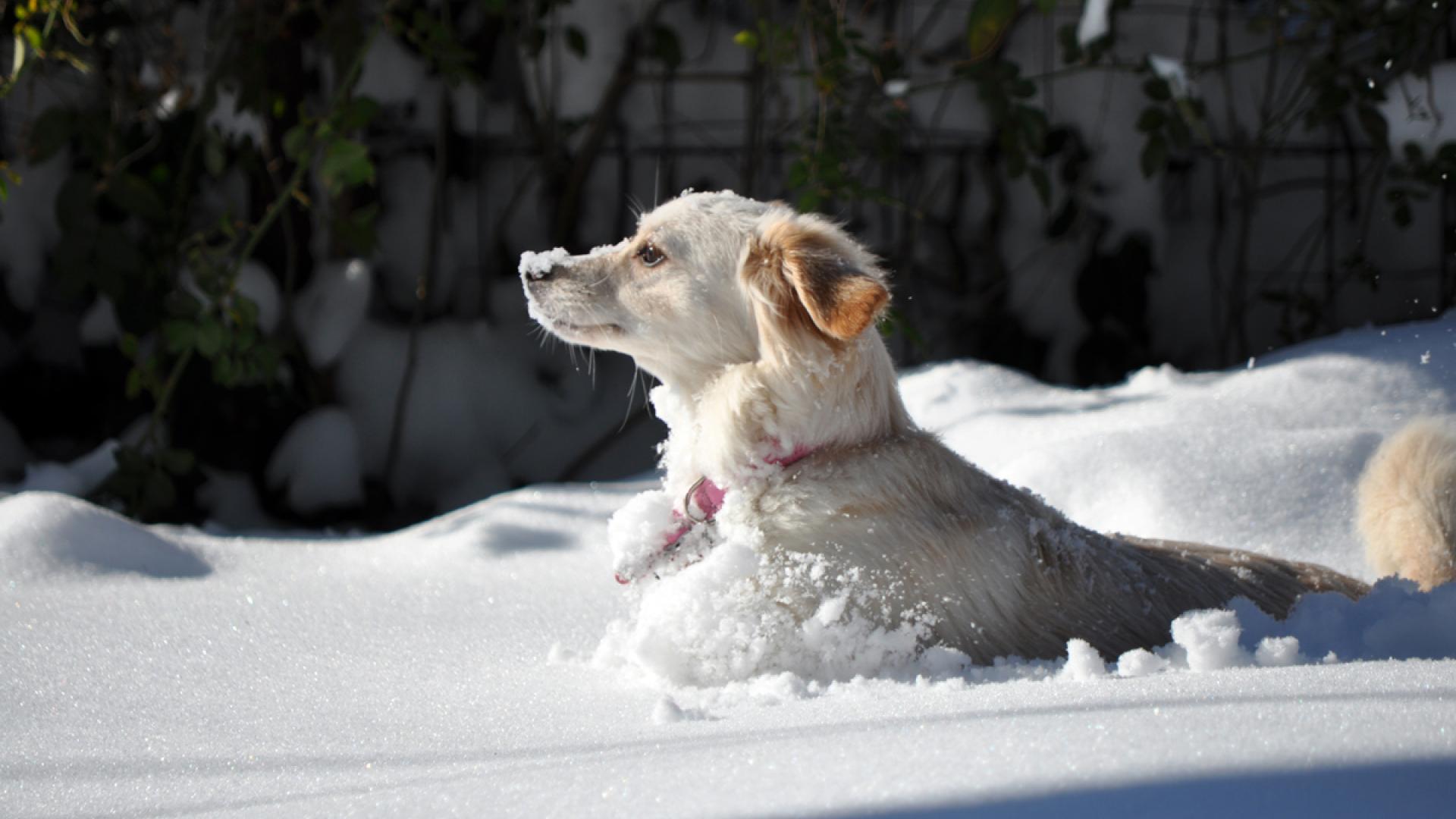 In The Snow Pet Winter Animal Animals Desktop And Mobile Background