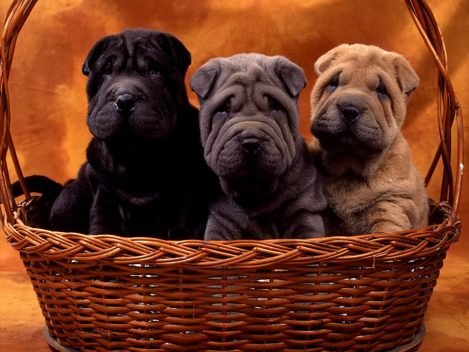 Puppies Image Shar Pei HD Wallpaper And Background Photos