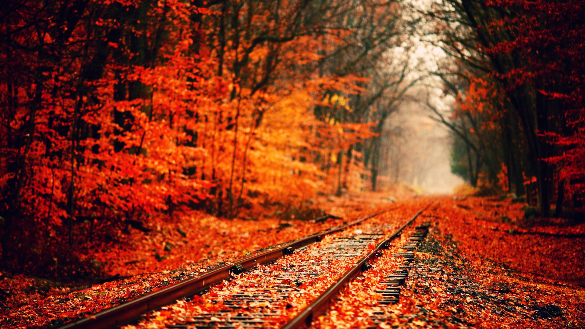 Train tracks wind through a vibrant autumn forest, covered in fallen orange leaves