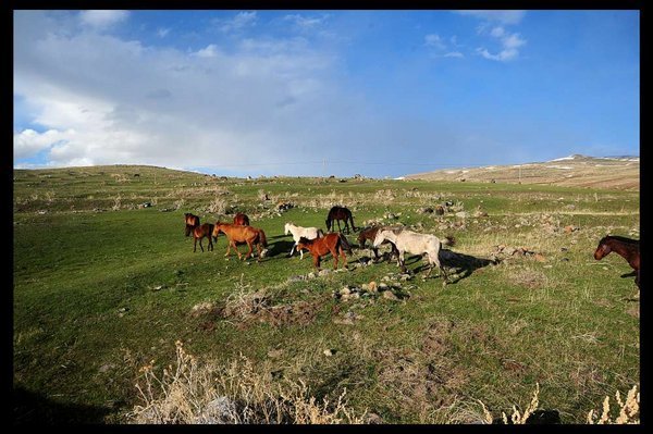 Wild Horses Running In Eastern Turkey Photo