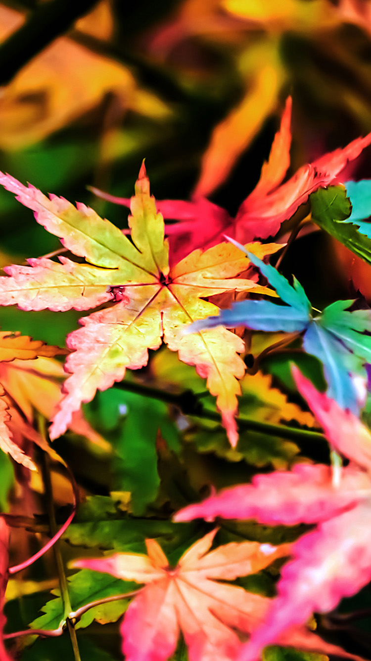 Super Beautiful Maple Leaf iPhone Wallpaper HD
