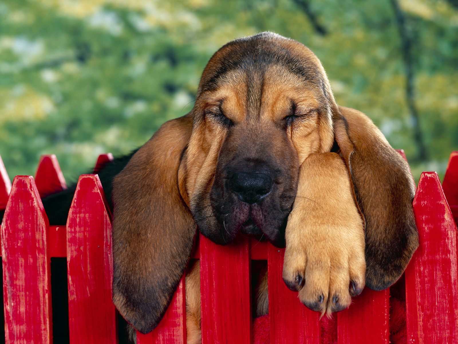 Bloodhounds Wallpaper Fun Animals Wiki Videos Pictures Stories
