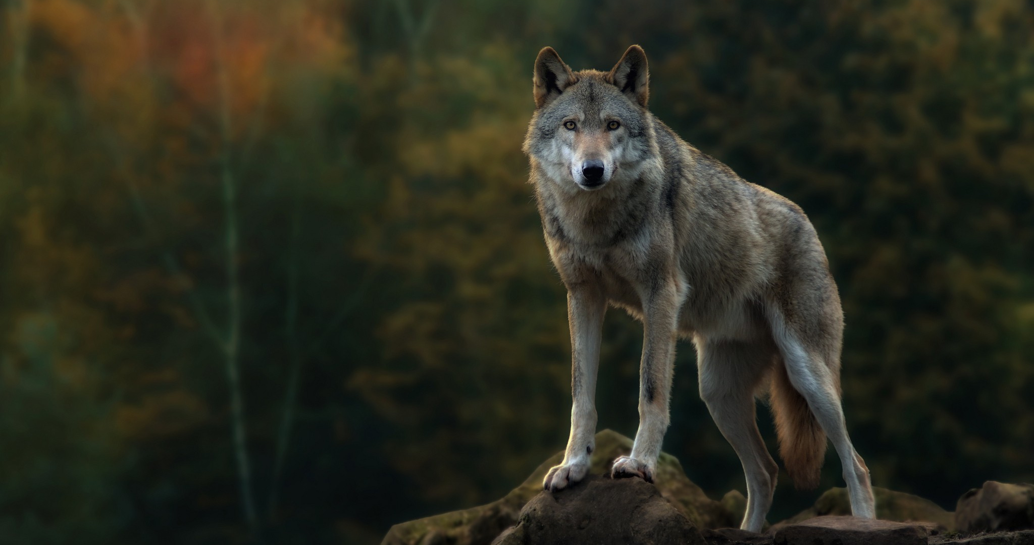 Wolf Fantasy Art 4K wallpaper download
