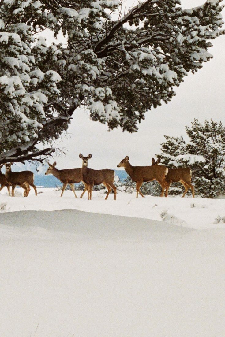 Download Deer In The Snow Wallpaper   GetWallsio