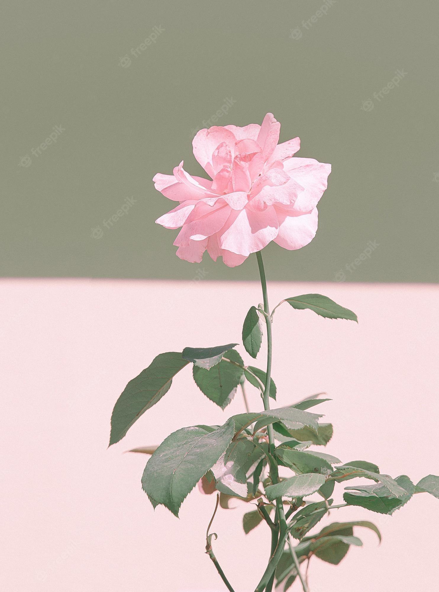 Premium Photo Pink Roses Minimal Wallpaper Bloom Flowers Spring