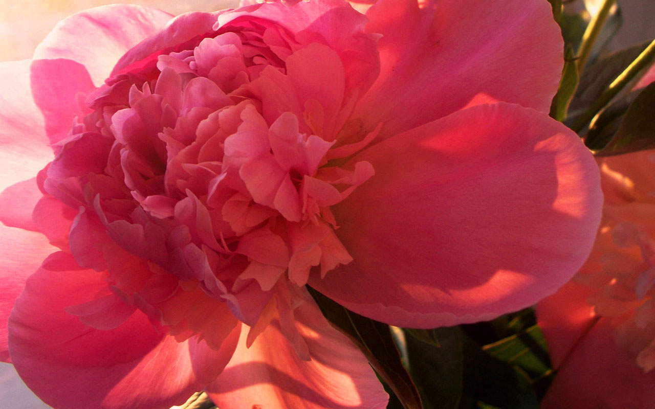 Exquisite Beauty the peony flower close up wallpaper 5 1280x800